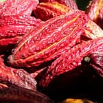 Ferme de cacao en Côte d'Ivoire