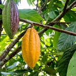 Production cacao Côte d'Ivoire