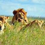 Braconnier Dévoré par des lions