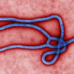 Virus ébola origine