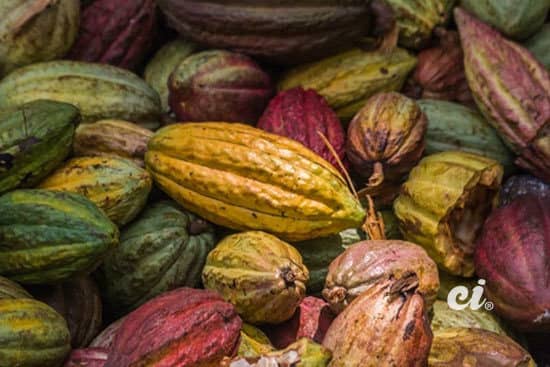 Cacao Ivoirien
