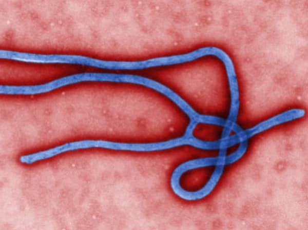 Virus ébola origine