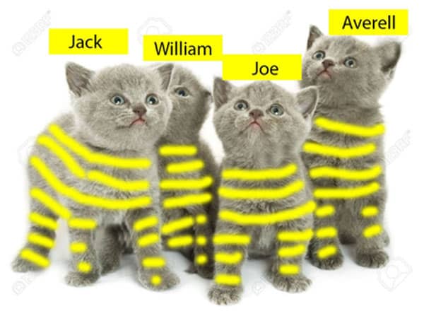 Quatre chaton rayure jaune
