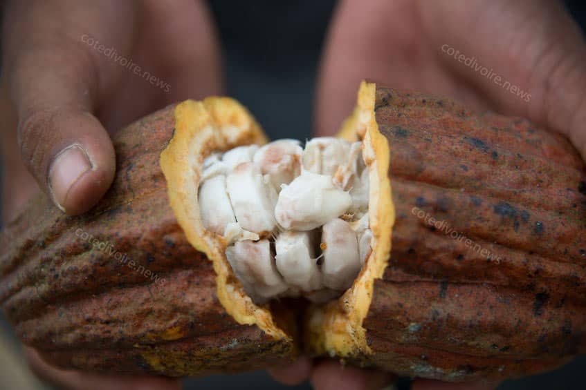 Côte d'ivoire premier pays cacao
